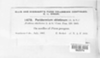Peridermium abietinum image